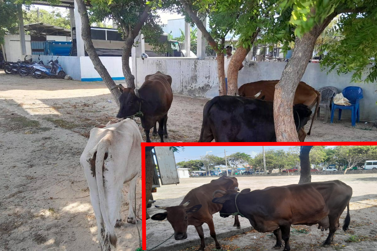 யாழ்ப்பாணத்தில் சட்டவிரோத屠சாலை மூடப்பட்டது; நான்கு கால்நடைகள் மீட்கப்பட்டன
