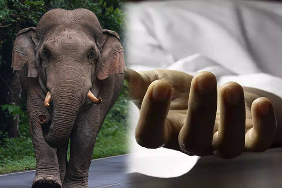 வவுனியாவில் யானைத் தாக்குதலில் ஒருவர் பலி