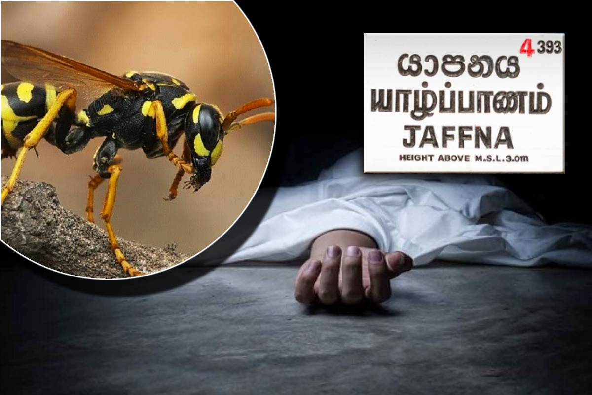 ஜாஃப்னாவில் குளவி தாக்குதலுக்குப் பிறகு மனிதன் இறந்தான்
