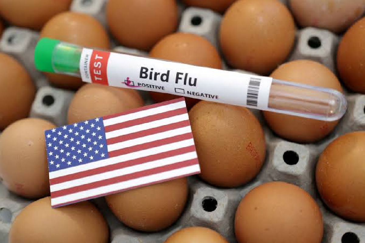 H5N1 பறவை காய்ச்சல் ஆஸ்திரேலிய கடல் பாலூட்டி விலங்கில் முதல் முறையாக கண்டறியப்பட்டது