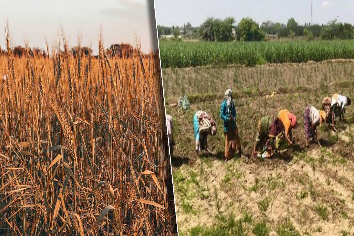 கந்தளை பகுதியில் உச்ச வெப்ப காலத்தில் வயல் எரிப்பு ஆபத்து ஏற்படுத்துகிறது
