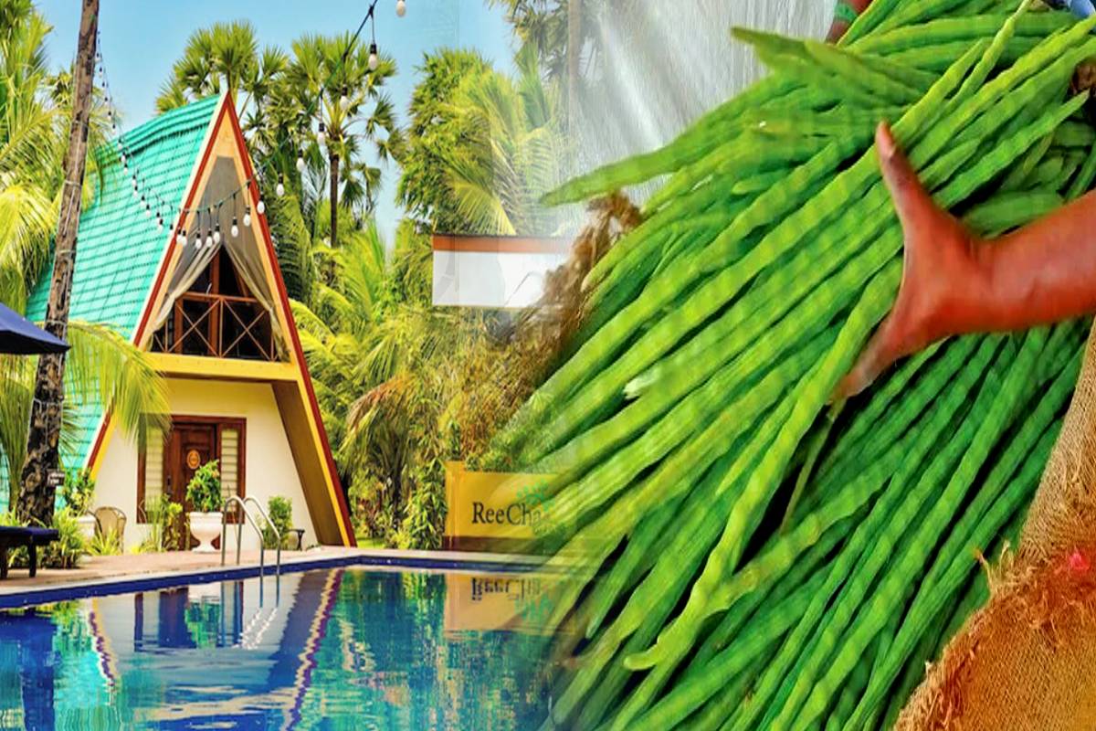 கிளிநොච്චിയിലെ விவசாய場 முள்ளங்கி உற்பादకர்களுக்கு ஏற்றுமதி வாய்ப்பை திறக்கிறது