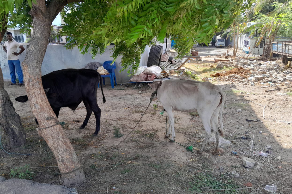 யாழ்ப்பாணத்தில் சட்டவிரோத கசாப்புக்கடை வ습்து நடத்தப்பட்டது; நான்கு கால்நடைகள் மீட்கப்பட்டன