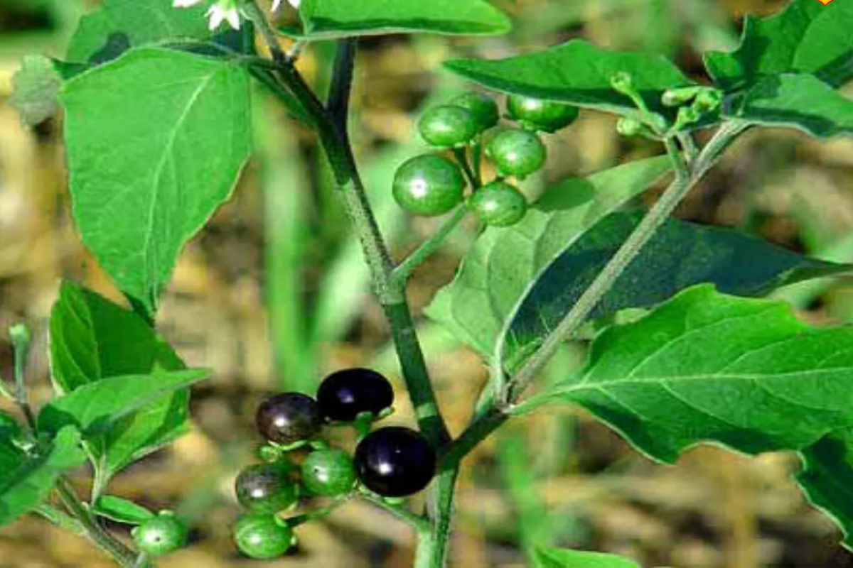 முகப்பரு முதல் நீரிழிவு வரை... மருத்துவ குணங்கள் நிறைந்த மணத்தக்காளி கீரை