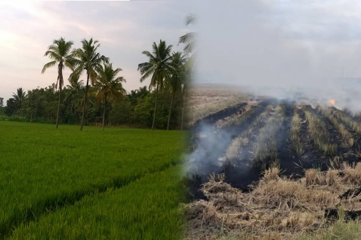 இலங்கை முழுவதும் வயல் எரிப்பு சுற்றுச்சூழல் மற்றும் விவசாய ঝুக்கிக்களை ஏற்படுத்துகிறது