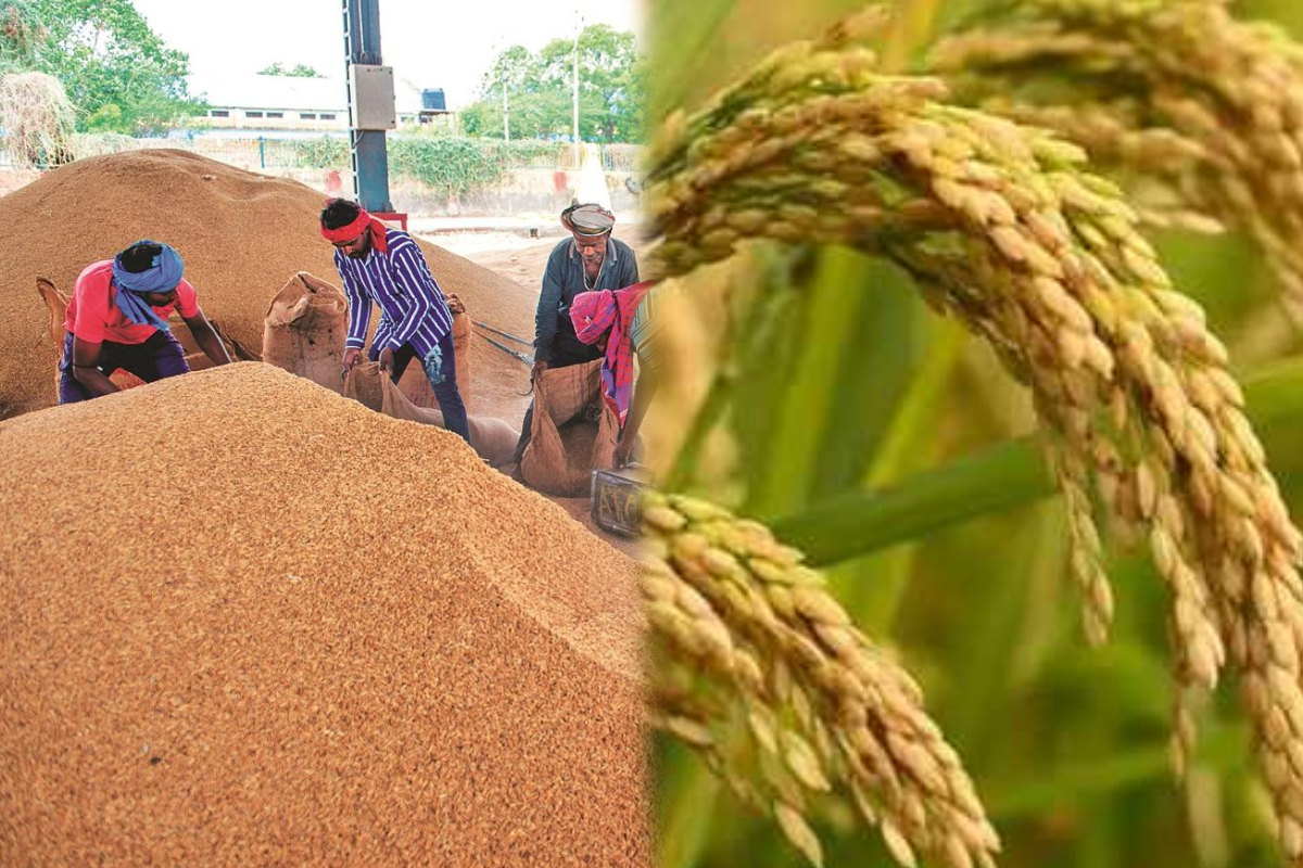 இலங்கையின் அரிசி சந்தைப்படுத்தல் வாரியம் விவசாயীகளிடமிருந்து 33,000 டன்னுக்கும் அधिक கொள்முதல் செய்துள்ளது