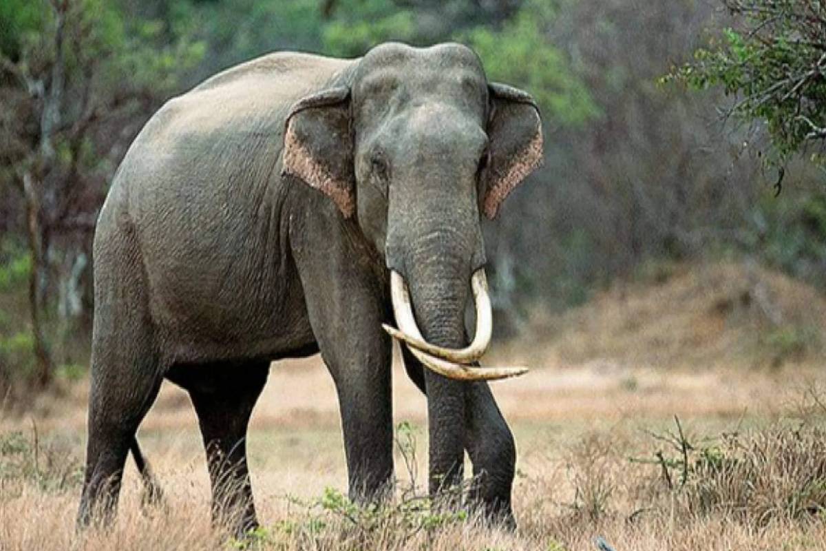 அம்பாற மாவட்டத்தில் காட்டு யானை கிராமத்திற்குள் நுழைந்து, குடியிருப்பாளர்களை துரத்திய பின் பாதுகாப்பாக திரும்பி செல்லியது