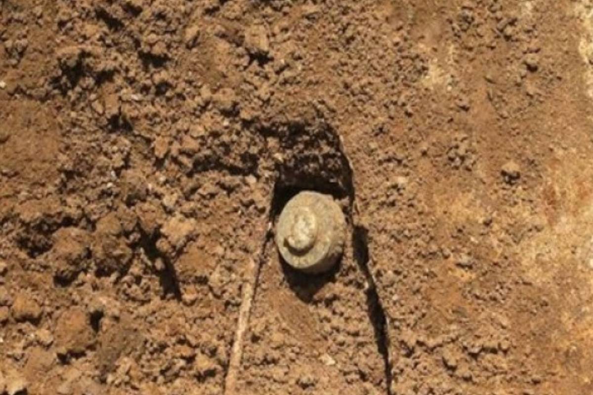 இலங்கை நான்கு ஆண்டுகளில் நிலmines ஆயுதங்களை அகற்றுவதற்கான பாதையில் உள்ளது, சர்வதேச தூதர் கூறினார்