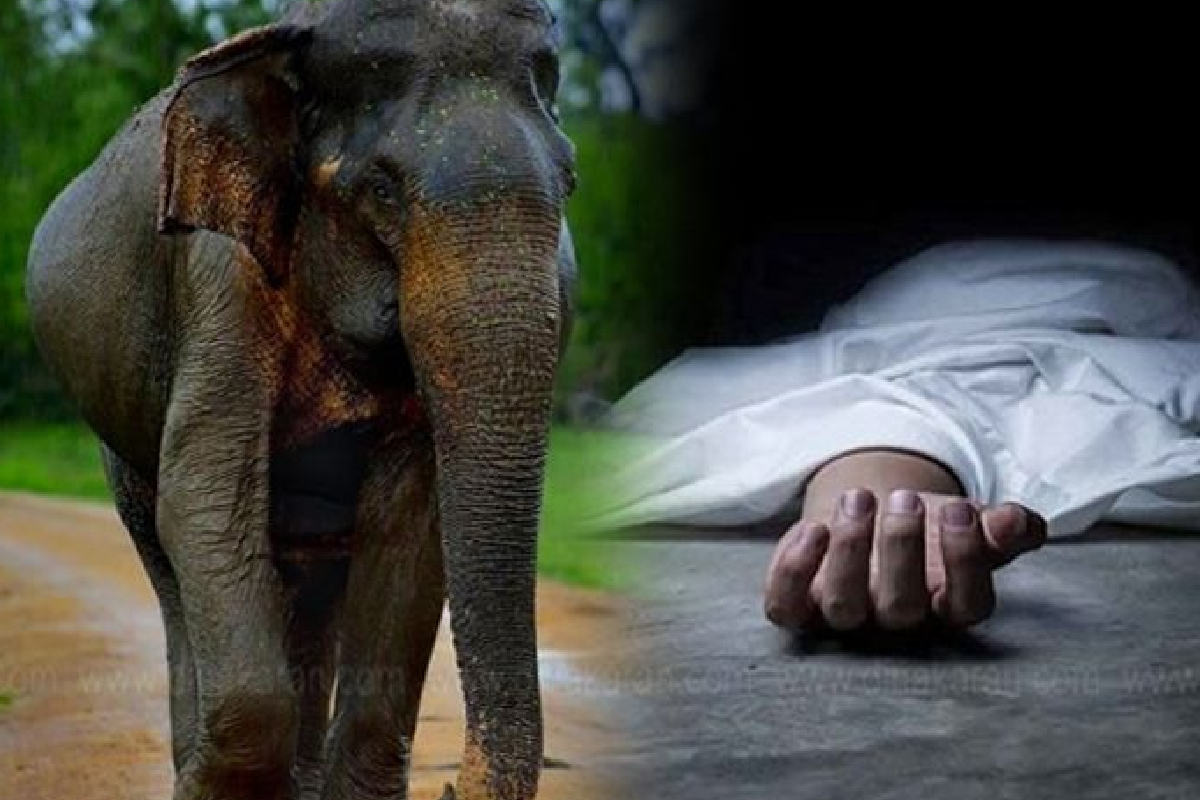 அனுராધபුරத்தில் யானை தாக்குதலில் ஒருவன் கொல்லப்பட்டான்