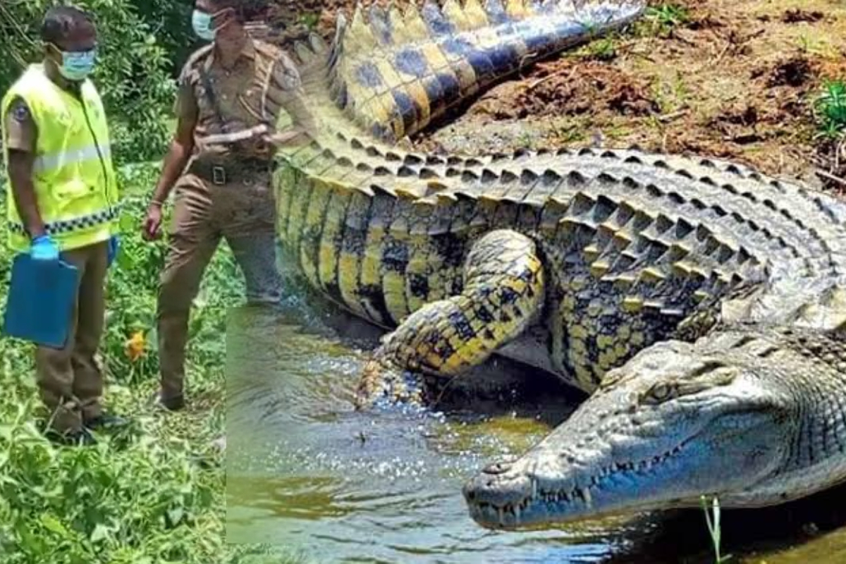 கொழும்பு அருகே தாமരை பூக்களை சேகரிக்கும் போது முதலைத் தாக்குதலில் மனிதன் இறந்தான்