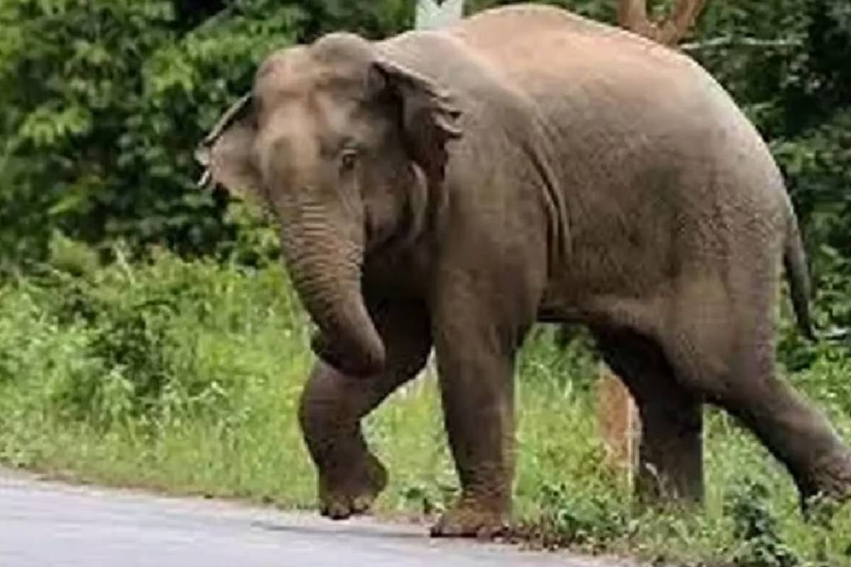 அம்பாறை மாவட்டத்தில் காட்டு யானை கிராம வாசிகளை தப்பி ஓட வைத்தது