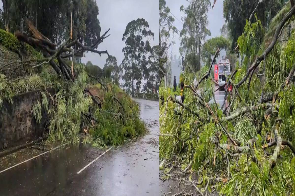 மோசமான வானிலையினால் தலவாக்கலையில் மரம் முறிவு - போக்குவரத்து பாதிப்பு
