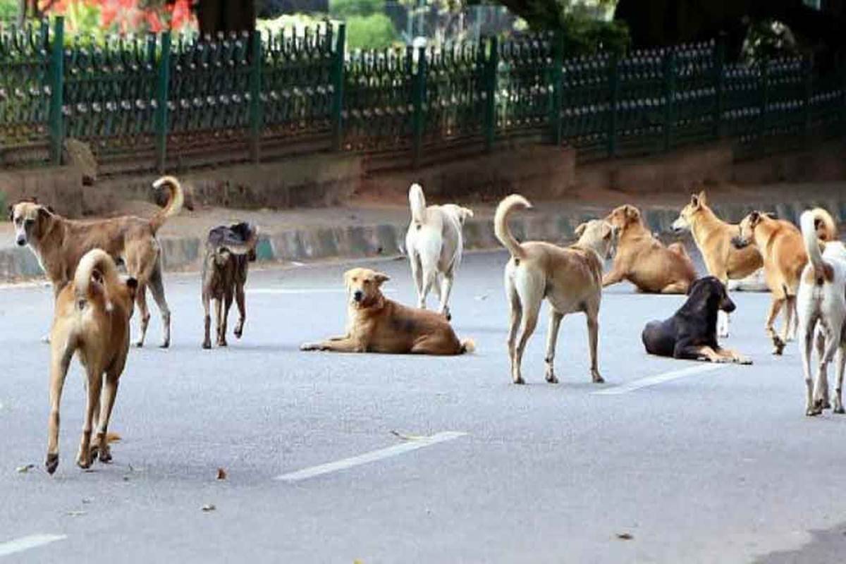 வடக்கு மாகாணம் செல்லமற்ற நாய்களுக்கான மலட்டுத்தன்மை நிரல் தொடங்குகிறது