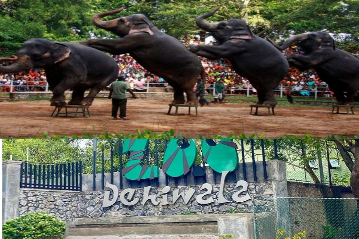 தெஹிவாල பூங்காவு பள்ளி விடுமுறை காலத்தில் வலுவான வருவாய் நாளைப் பதிவு செய்தது