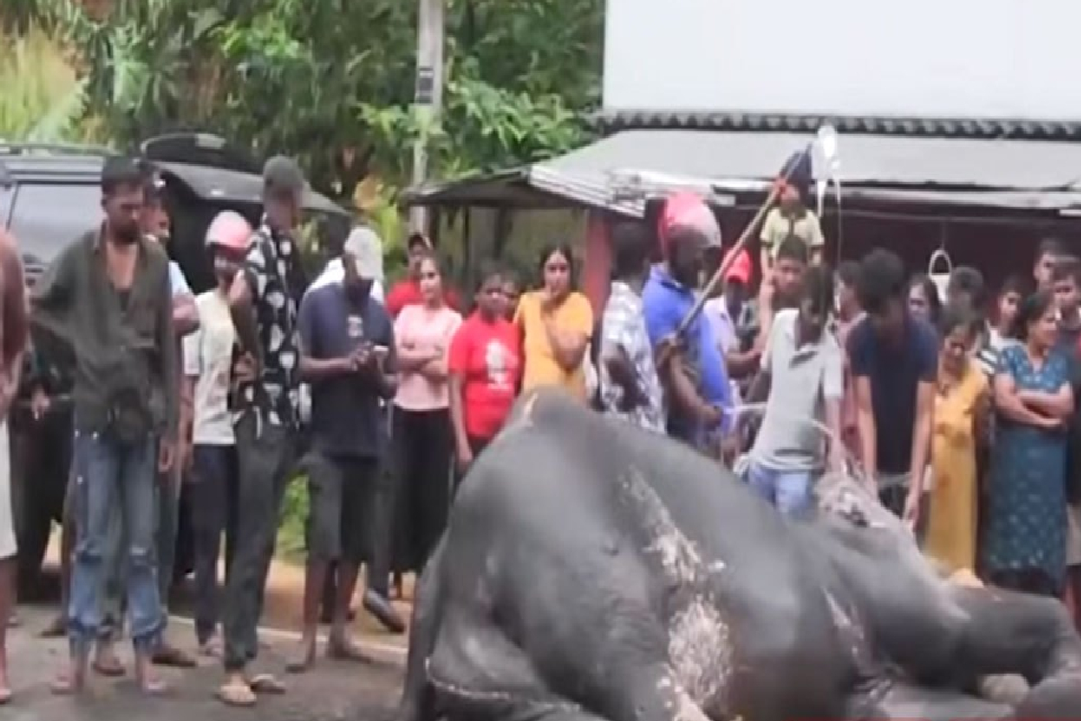 பெరහேர விழாவுக்கு கொண்டு செல்லப்பட்ட யானை மோதலில் காயமடைந்தது