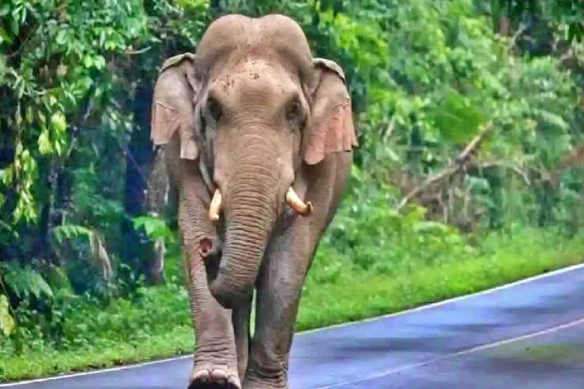இலங்கையில் காட்டு யானையின் தாக்குதலில் மீனவர் கொல்லப்பட்டார்