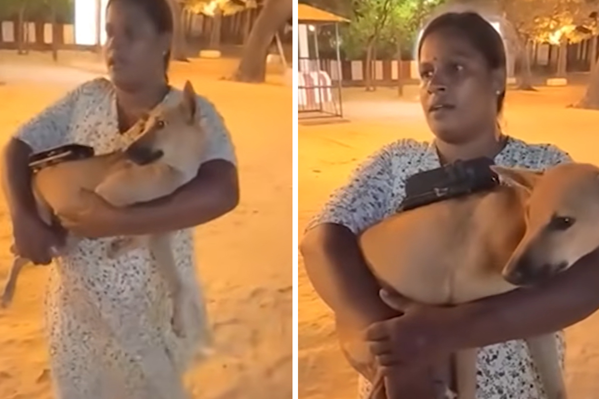 நல்லூர் பகுதியில் இரவு நேரத்தில் தெருநாய்கள் காணாமல் போவதால் கவலை ஏற்பட்டுள்ளது