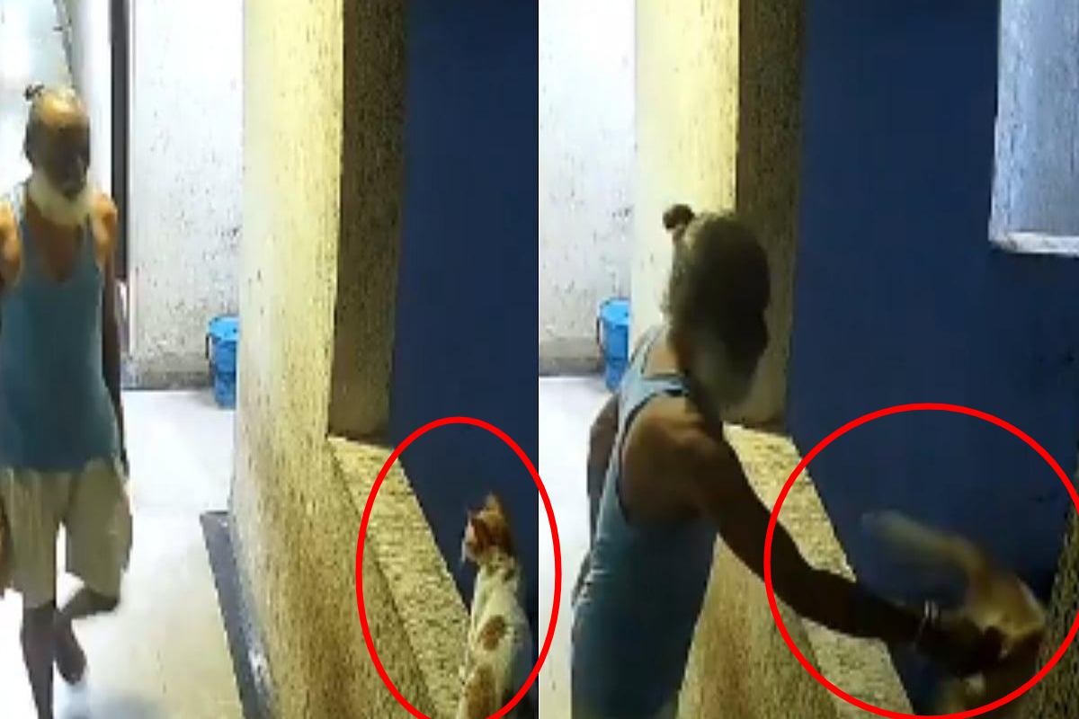 மகாராஷ்ட்ரத்தில் 12வது மாடியிலிருந்து பூனையைப் போட்ட பிறகு ஆண் கைது செய்யப்பட்டார்