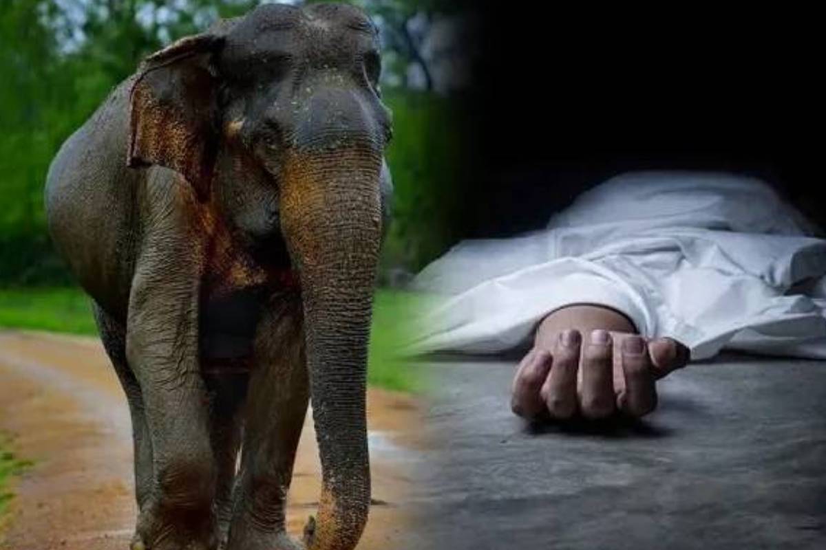 வவுனியாவில் வேளாண்மைக் காணியைப் பார்வையிடும் போது காட்டு யானையால் கொல்லப்பட்ட மனிதன்