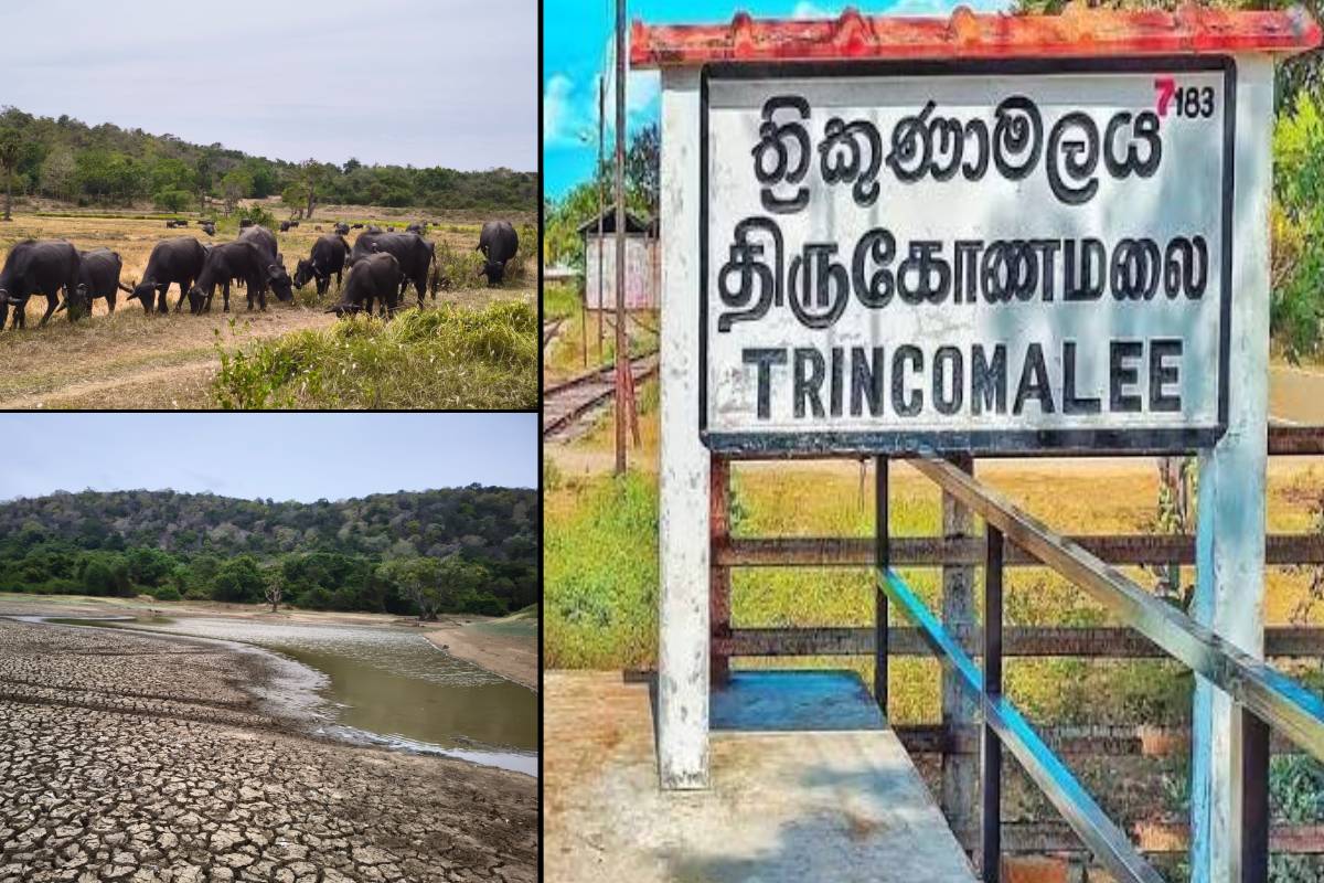 திருக்கோணமலையின் தம்பலகாமம் பகுதியில் கடுமையான干ுக்கையால் கால்நடை வளர்ப்பு விவசாயம் அச்சுறுத்தப்பட்டுள்ளது