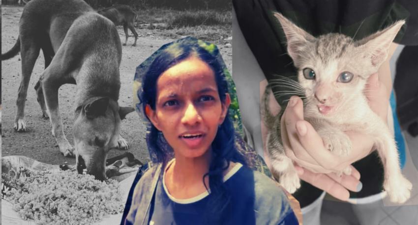 Solo Animal Rescuer Fights to Feed Strays Amid Funding Crisis and Neighborhood Opposition