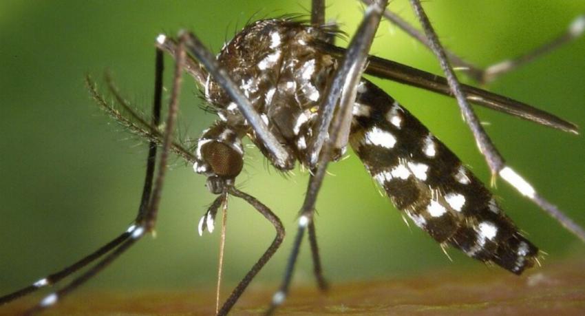 Dengue Control Unit Reports Decline in Mosquito Larvae Density