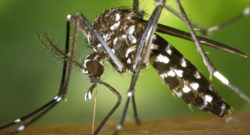 Dengue Cases Fall 80% as Sri Lanka Intensifies Control Campaign