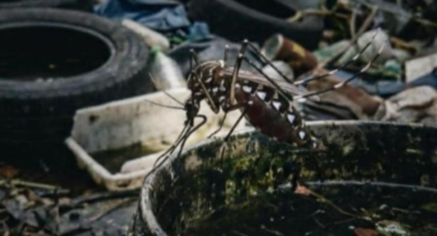 Dengue Cases Decline by 18% as Control Measures Intensify