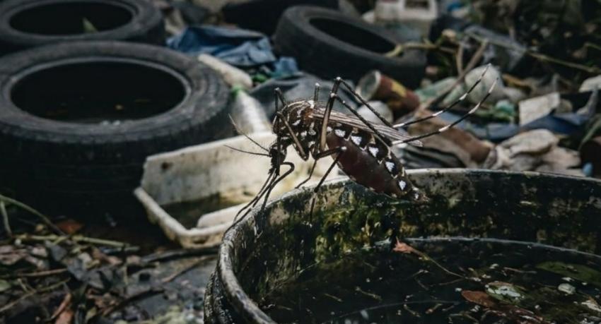 Schools Ordered to Launch Dengue Control Initiatives Ahead of New Term