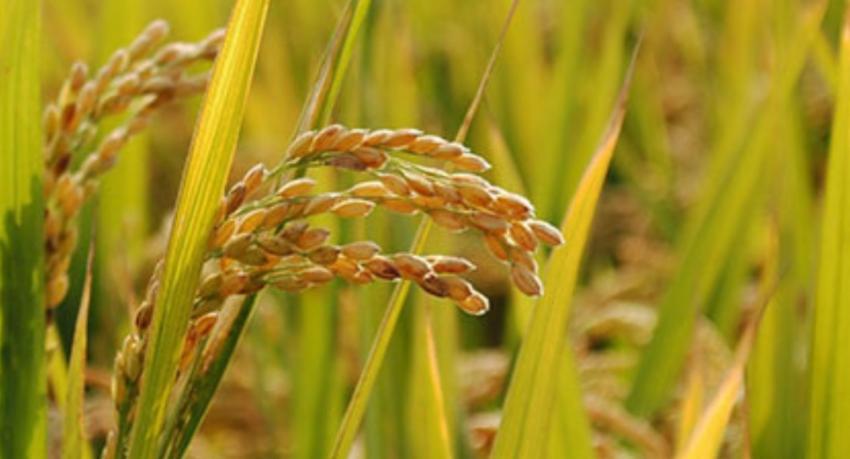 Paddy Marketing Board Purchases Nearly 20,000 Metric Tons in Three-Week Drive