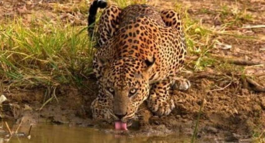 Sri Lanka Launches Mud Pond Project to Combat Wildlife Water Crisis