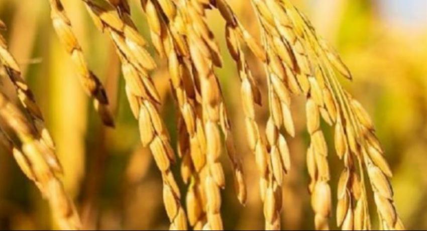 Paddy Marketing Board Acquires 15,000 Metric Tons During Yala Season