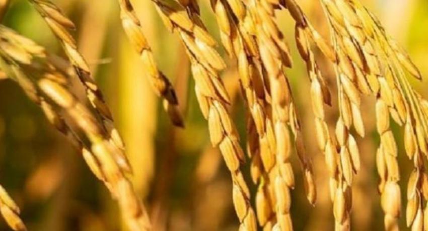 Government to Distribute Interest-Free Loans to Rice Millers for Paddy Purchases