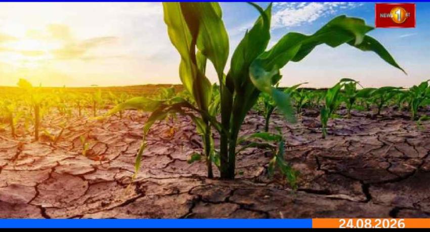 இலங்கையில்干ばつ சுமார் 10,000 ஏக்கர் விவசாய நிலத்திற்கு சேதம் ஏற்படுத்தியுள்ளது