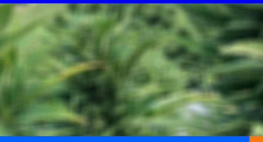 மொனারාගල மாவட்டில் பெரிய அளவிலான கஞ்சா கொத்தளிப்புடன் சந்தேக நபர் கைது