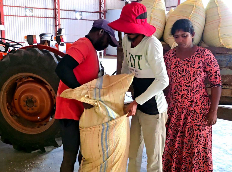 2026 урожайის பின்னர் திரிணකோமலியில் நடைபெறும் அரிசி கொள்முதல் பணிகள்