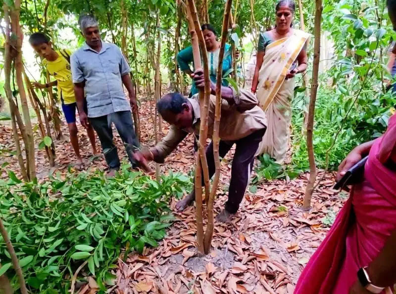 முல்லைத்തீவு மாவட்டத்தில் மஞ்சள் அறுவடை திருவிழா நடைபெற்றது