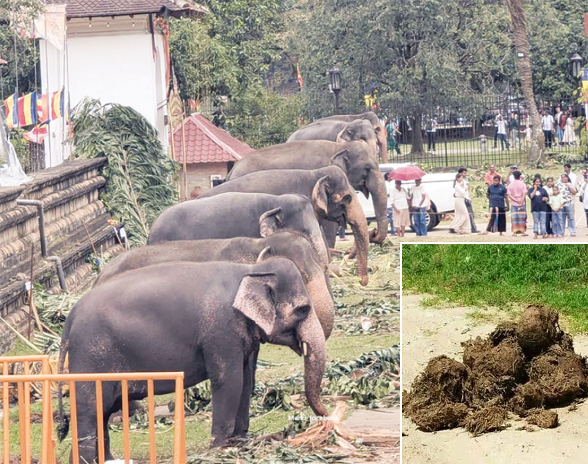 කැන්දි පෙරහේරාවේ පළමු සතිය තුළ අලි කාණ්ඩ ටොන් 16ක් ජනිත වේ
