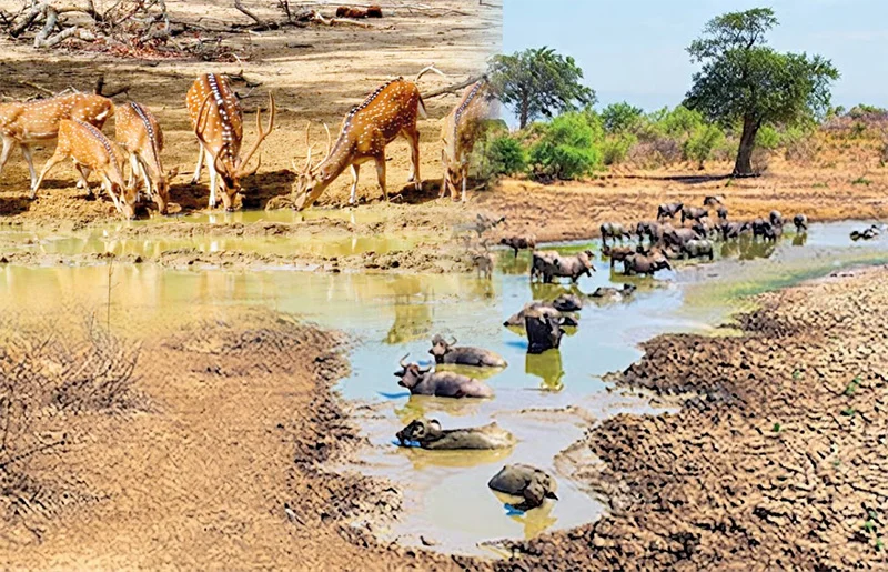 එල්නිනෝ වතුර නැතිව හා උෂ්ණත්වයෙන් යාලේ වනසත්තු මරබියෙන්