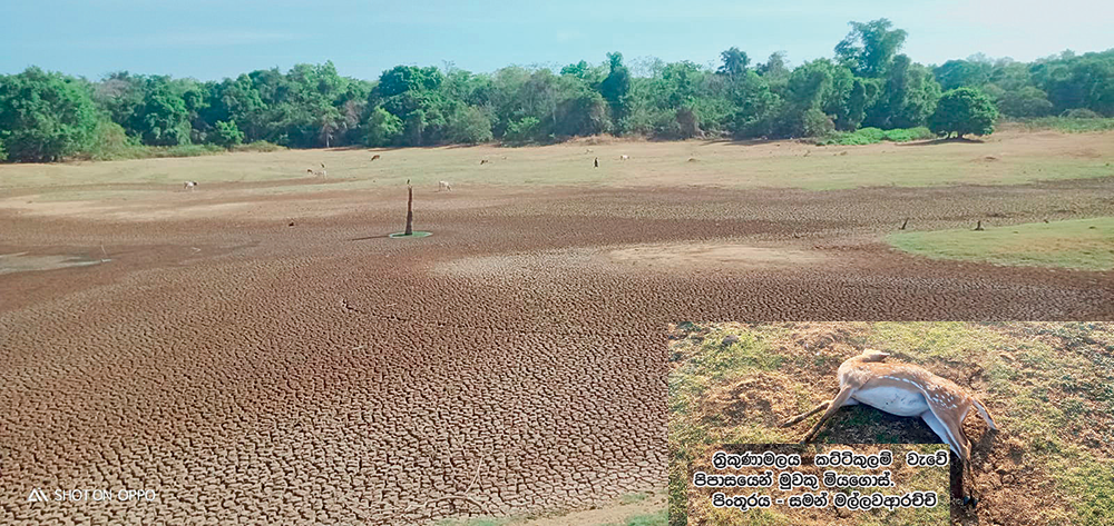 එල්නිනෝ – පදියතලාවේ ගම් 12ක් උග්‍ර ජල හිඟයක