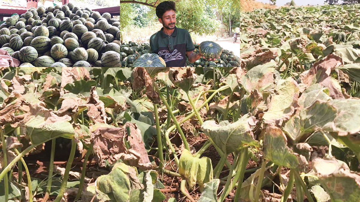 තිරුපානේ ගොවීන් මුහුණ දෙන අර්බුදය සब්జි මිල බිඳ වැටීම නිසා