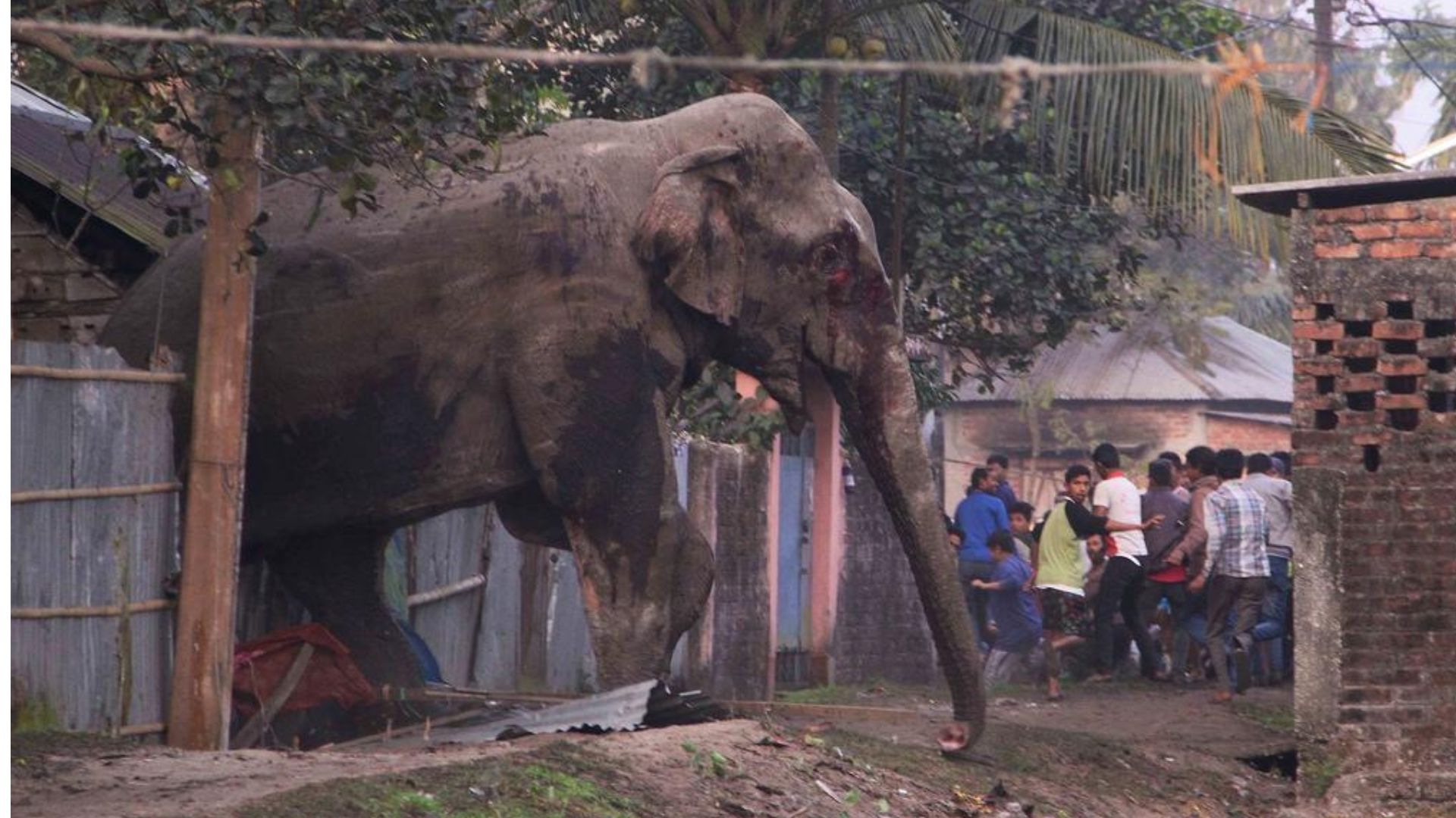 ලෝක අලි ඇතුන්ගේ දිනය අද