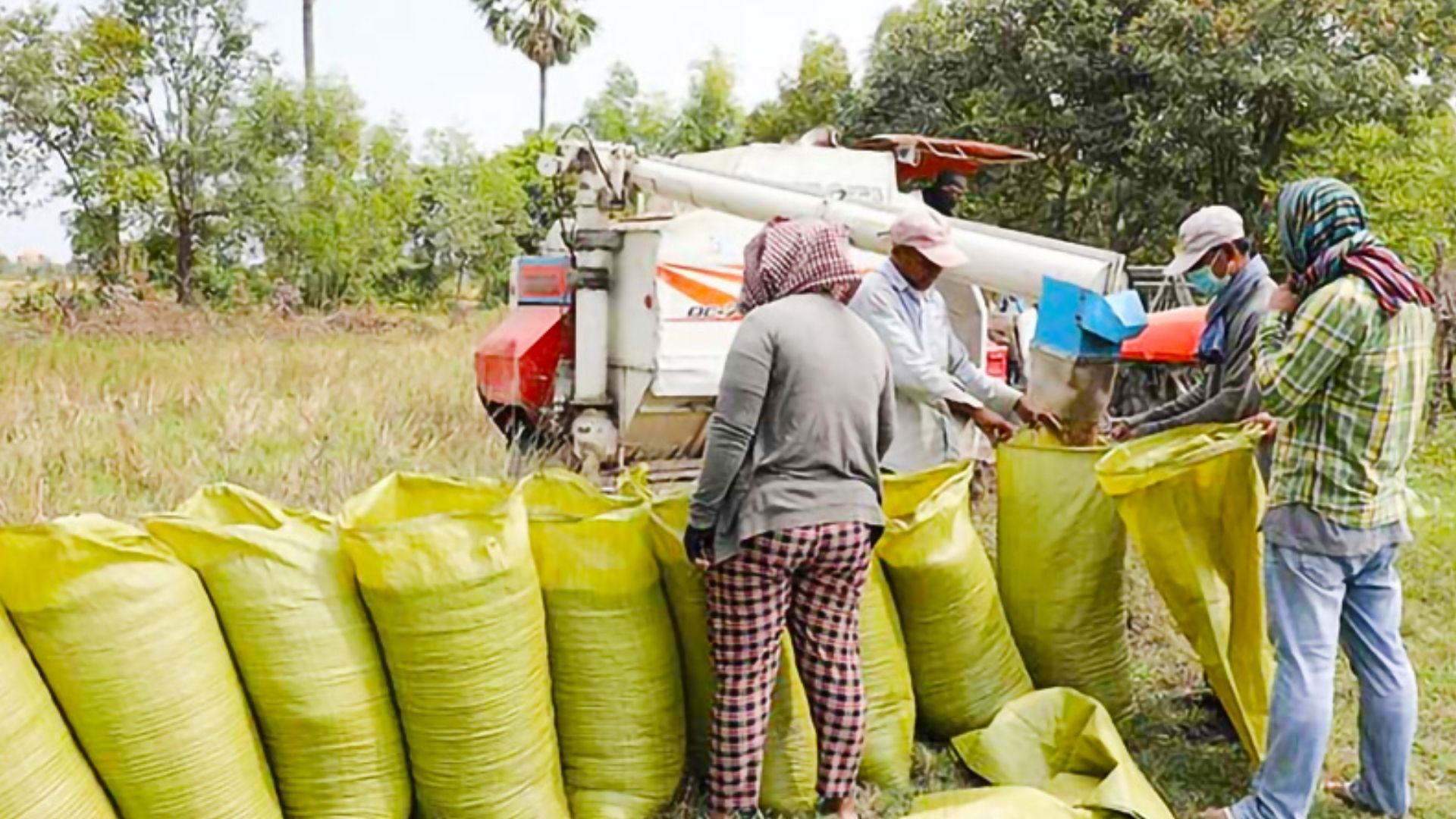 මණ්ඩලය වී මෙට්රික් ටොන් දහනව දහසක් මිලදී ගනී