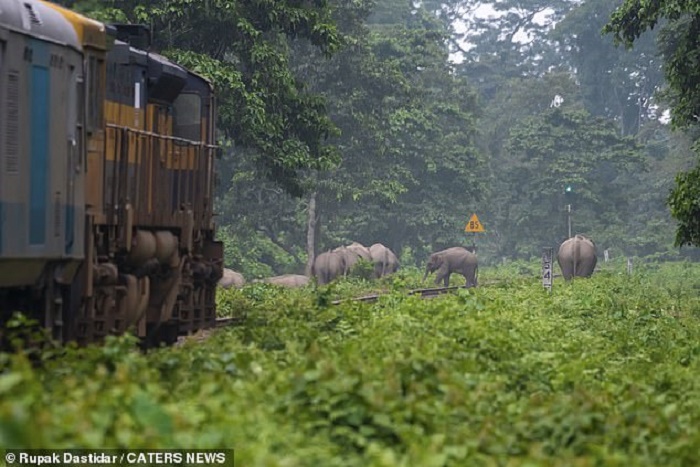 Sri Lanka launches technology initiative to prevent elephant-train collisions