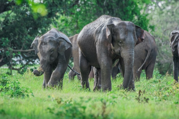 Sri Lanka Launches Coordinated Elephant Corridor Initiative Ahead of World Elephant Day