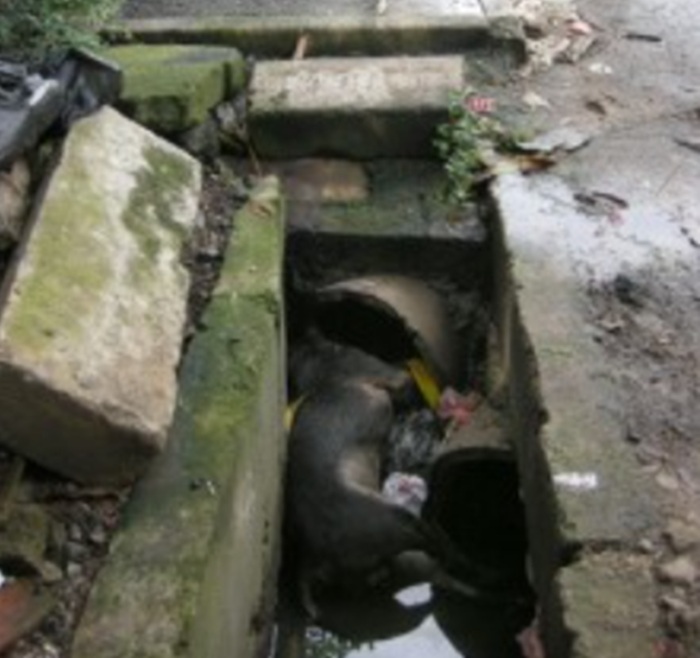 PM directs immediate repairs to flood-prone Ratmalana Kandawala Road