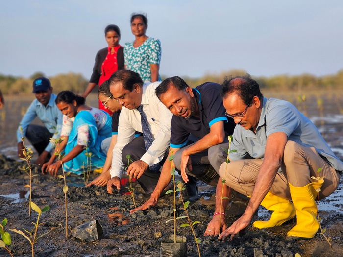 Communities drive mangrove restoration in Mullaitivu to boost climate resilience