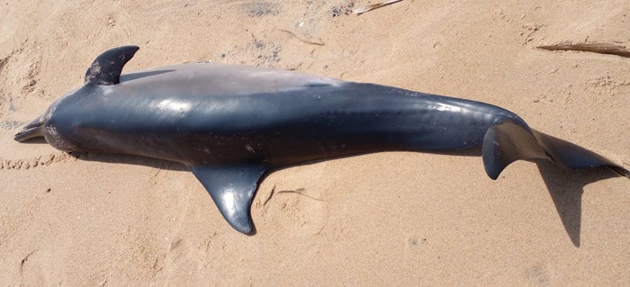 Deceased Spinner Dolphin Found Washed Ashore in Mannar