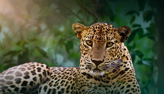 Opposition Leader Sajith Premadasa Hosts National Forum on Sri Lankan Leopard Conservation