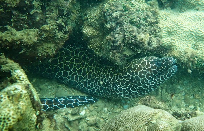 Department of Wildlife Conservation Completes Coral Reef Survey in Eastern Waters
